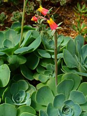 Echeveria gibbiflora[en]