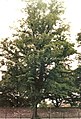 Grafted Ulmus × hollandica cultivar, Bruntsfield Links, 1989