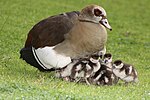 Nilgås med gässlingar i Sydafrika.