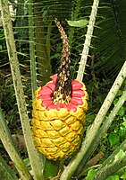 A gymnosperm (cycad) cone showing the naked seeds