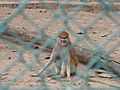 Husarenaffe Patas Monkey