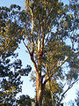 Эвкалипт (Eucalyptus)