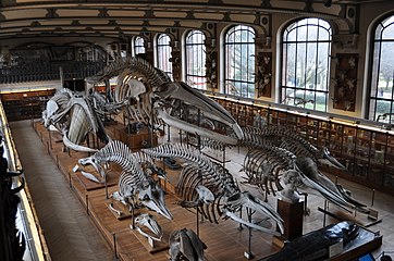 Gallery of Paleontology and comparative anatomy
