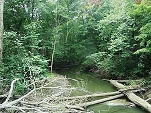 Galien River downstream from Warren Woods trail bridge 2011-08-07.JPG