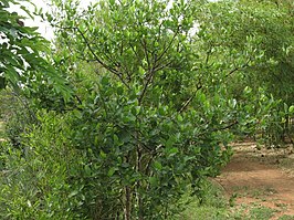 Gardenia gummifera