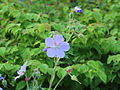 Geranium pratense