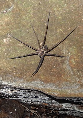 Megadolomedes australianus