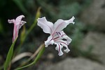 Miniatura para Gladiolus floribundus