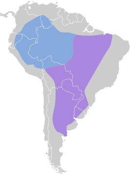 Uruguaytiran