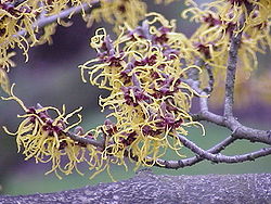 Hammamelis japonica