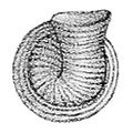 adult shell