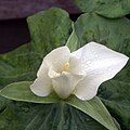 Trillium albidum -kolmilehtilaji