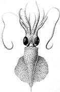 Idioteuthis cordiformis
