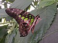 Graphium agamemnon