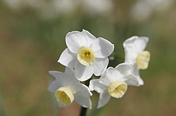 The blurred background focuses the eye on the flowers. Jonquil flowers at f5.jpg
