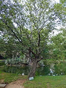 Ceyloni ében (Diospyros ebenum)