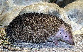 A Lesser hedgehog tenrec in front of rocks