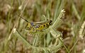 Male photographed near Belbedji, Zinder Region, Niger