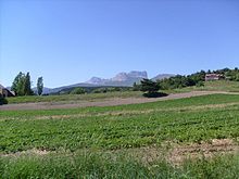 Culture de la fraise