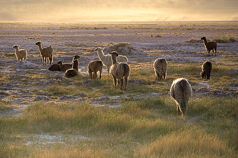 Tiedosto:Lamas in the sunset San Pedro de Atacama Chile Luca Galuzzi 2006.jpg