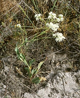 Lepidium cartilagineum