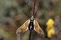 Libelloides longicornis Ascalaphe commun