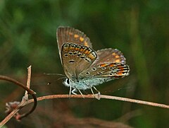 Chapman's Blue - Wikipedia, the free encyclopedia