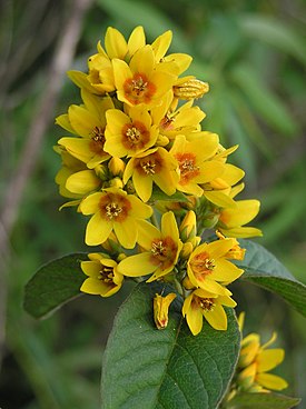 Lysimachia vulgaris