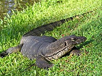 Bindenwaran (V. salvator), Malaysia (Borneo)