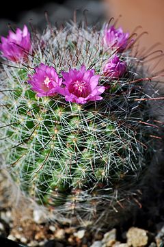 Description de l'image Mammillaria zeilmanniana (1).jpg.