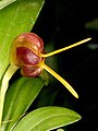 Masdevallia encephala Orchi 031. jpg