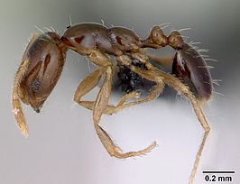 Monomorium flavimembra