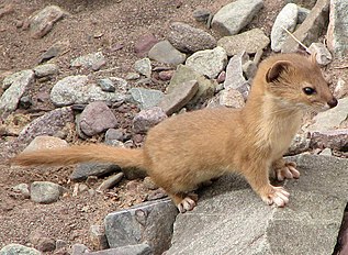 Putois des montagnes (Mustela altaica)