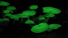 Mycena chlorophos, a bioluminescent mushroom Mycena chlorophos.jpg