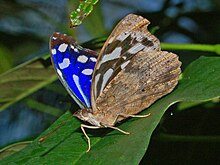 Myscelia cyaniris-1.JPG