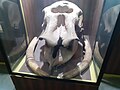 Skull of prehistoric elephant