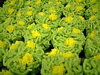 なたねきんとん 代表的な春の上生菓子で、菜の花を表す。