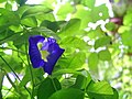 Clitoria ternatea, dikenal sebagai Neel Aporajita di Bangladesh