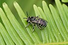 Nomia sp. - bees of this genus are known pollinators (namely Nomia punctulata)[3]