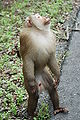 Macaque in Khao Yai National Park
