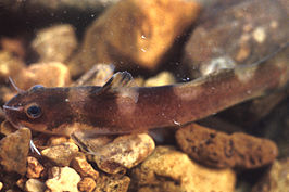 Noturus fasciatus