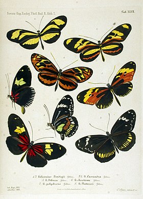 O macho de H. nattereri é a borboleta acima e à esquerda, nesta ilustração do ano de 1864, retirada de sua descrição original. As asas posteriores da fêmea se assemelham às da subespécie de Heliconius ethilla à sua direita, porém as asas anteriores apresentam mais o laranja do que o amarelo.[1]