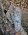 Luchs