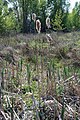 Grote lisdodde (Typha latifolia)