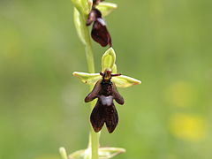 Vue rappochée d'une orchidée sauvage dont la fleur évoque la silhouette d'une mouche