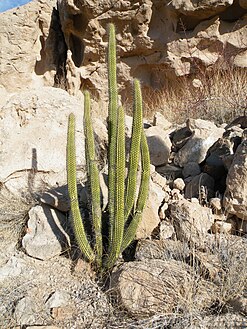 Plants growing in La Paz, Baja California Sur