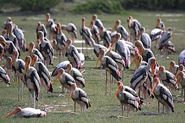 A mixed-age flock resting in a fallow field