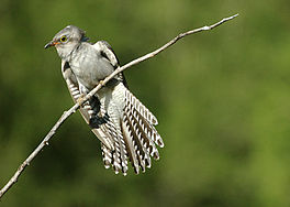 In skiere koekoek (Cacomantis pallidus)