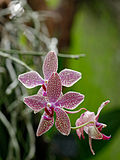 Miniatura para Phalaenopsis lueddemanniana