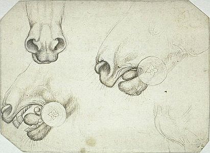 Drie studies van een paardenbit, inv. 2352, ca. 1433-1438, pen en potlood op papier, 17,2 × 23,8